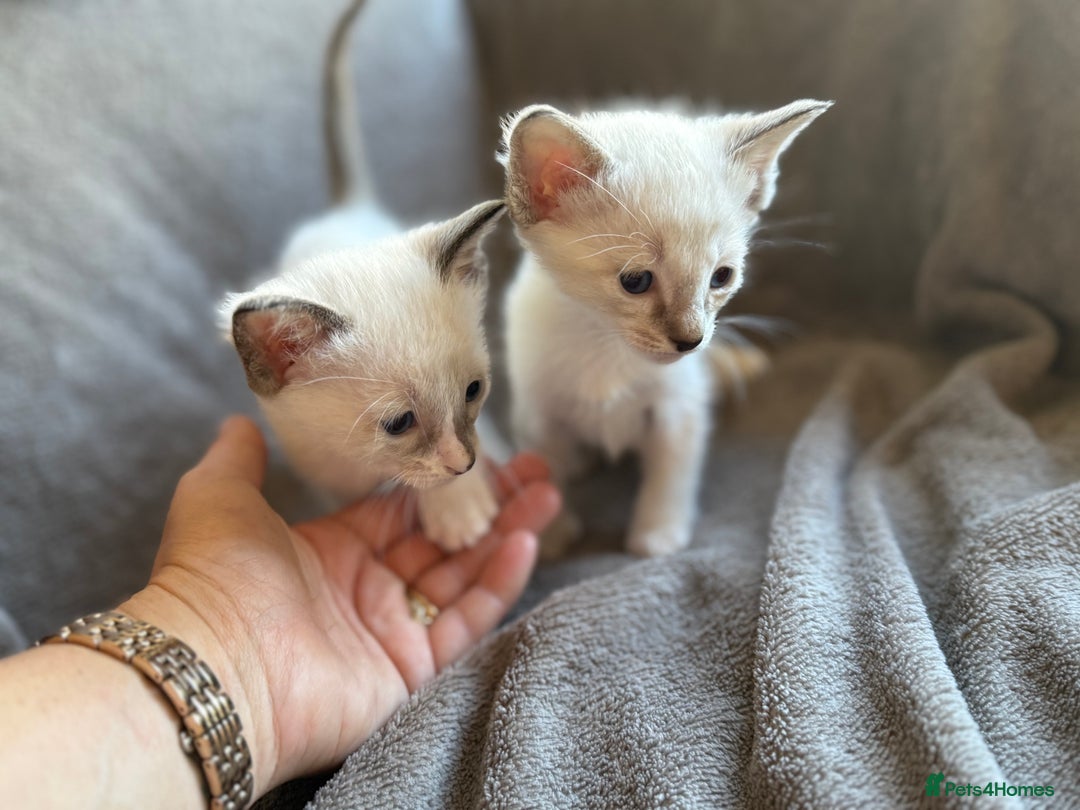 Ragdoll cats for sale: Ragdoll X Siamese - Image 8