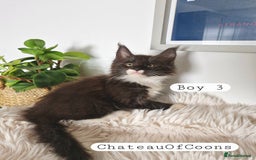 Maine Coon cats for sale: Stunning Black Smoke Registred Maine Coon Kittens - Image 10