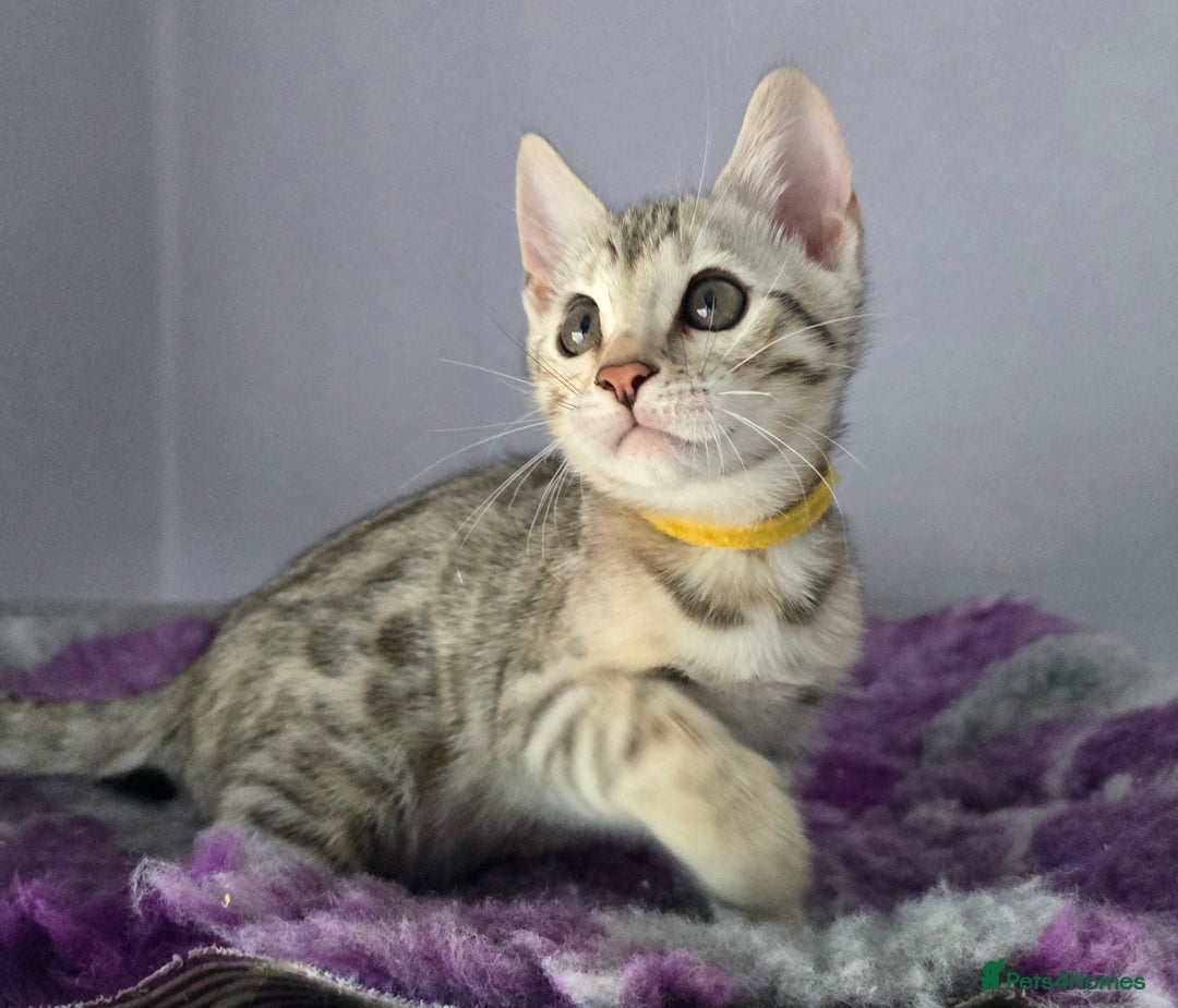 Bengal cats for sale: TICA Champion Bengal Kittens  - Image 3