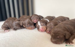 Bordoodle dogs for sale: OUTSTANDING *TRI COLOUR* MINIATURE BORDOODLES - Image 8