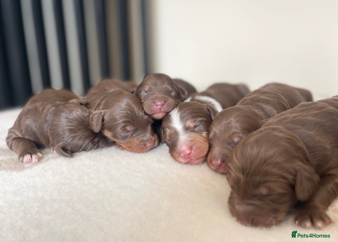 Bordoodle dogs for sale: OUTSTANDING *TRI COLOUR* MINIATURE BORDOODLES - Image 8