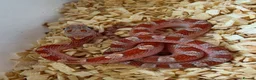 Corn Snake reptiles for sale: Baby corn snakes palmetto bloodred piedside  - Advert 7