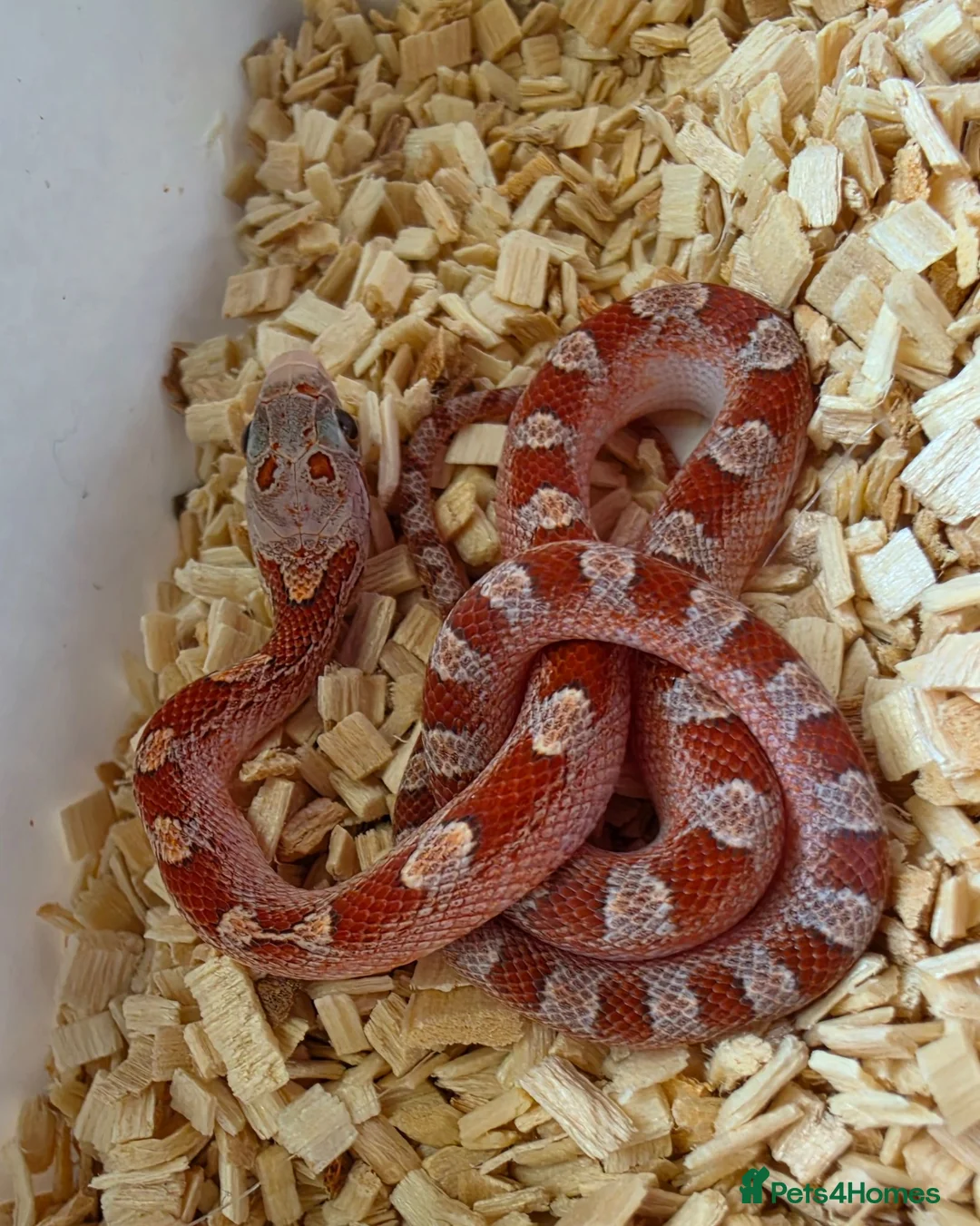 Corn Snake reptiles for sale: Baby corn snakes palmetto bloodred piedside  - Advert 7