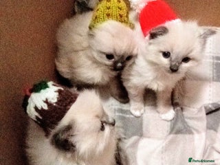 Ragdoll cats 🎅🎁🎄 RAGDOLL KITTENS 100% PUREBRED STOKE 🎄🎁🎅 - Advert 1