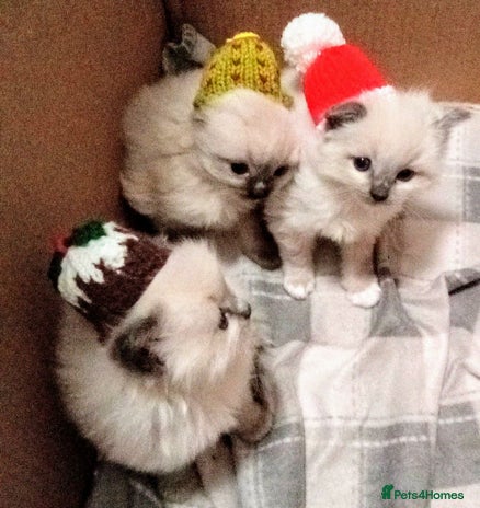 Ragdoll cats 🎅🎁🎄 RAGDOLL KITTENS 100% PUREBRED STOKE 🎄🎁🎅 - Advert 4