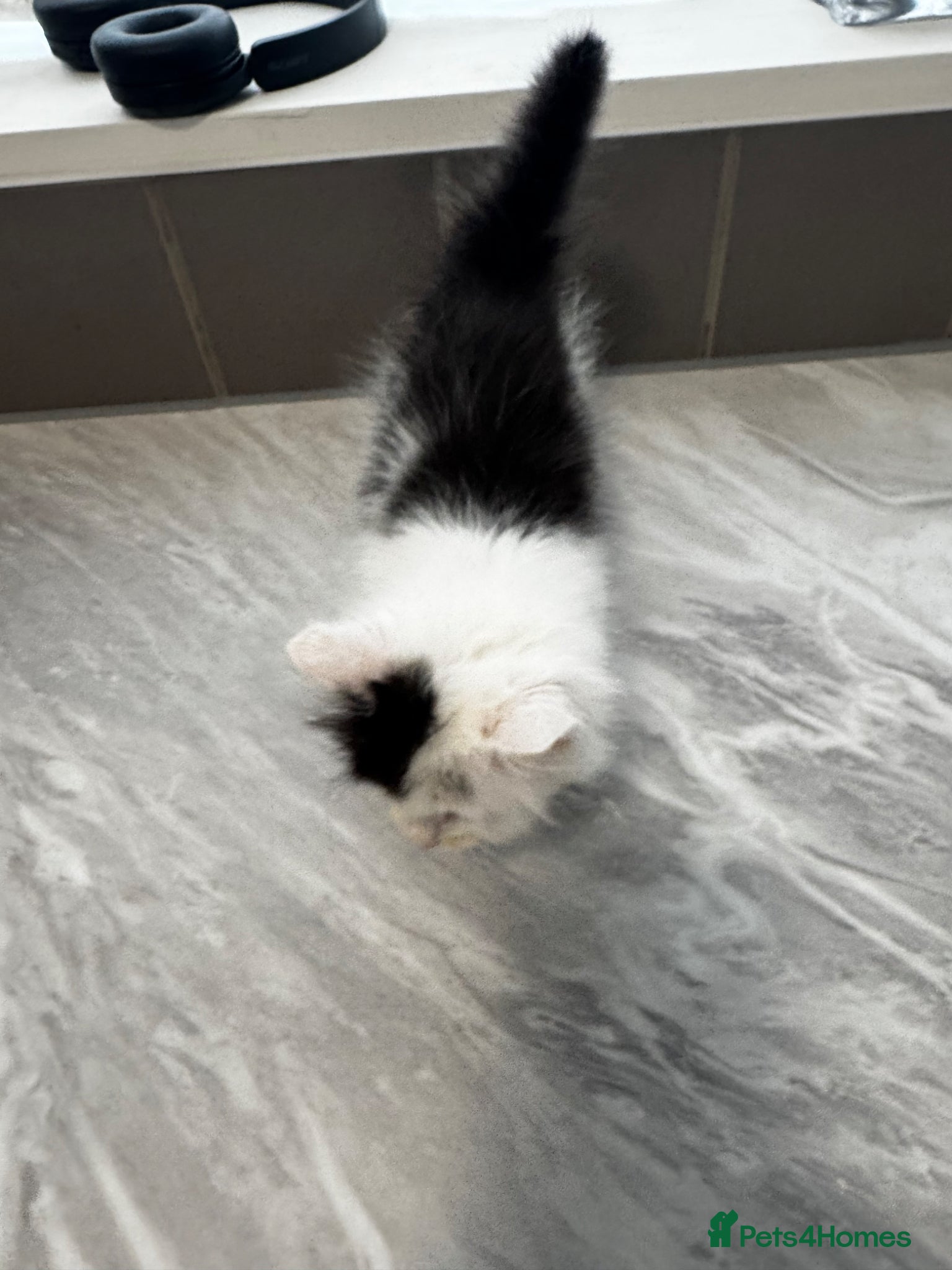 Mixed Breed cats for sale: 3 lovely kittens ready for a new home  - Advert 6