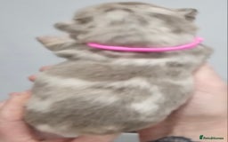 French Bulldog dogs for sale: French Bulldog Visual fluffies - Advert 19