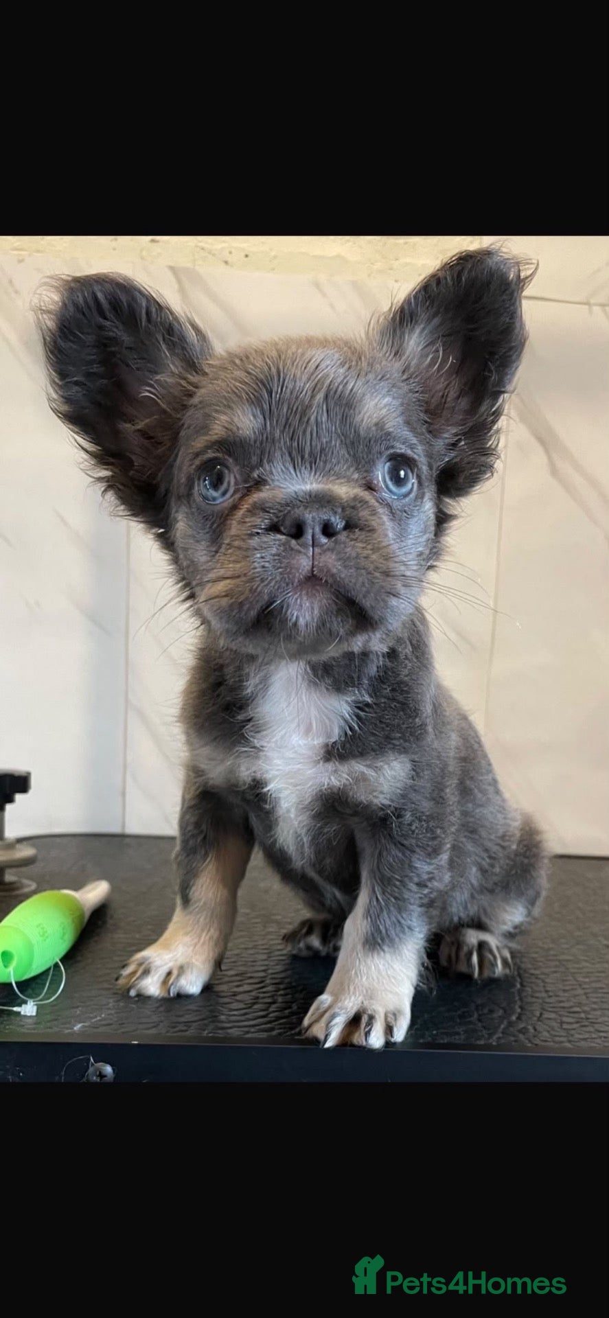 French Bulldog dogs for sale: Female Fluffy French BullDog - Advert 2