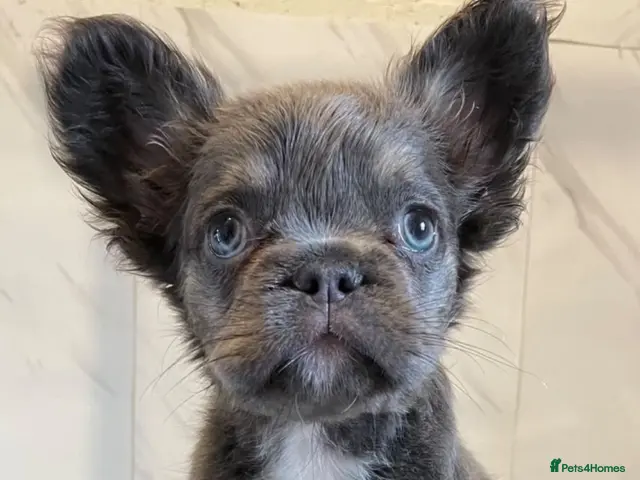 French Bulldog dogs for sale: Female Fluffy French BullDog - Advert 6