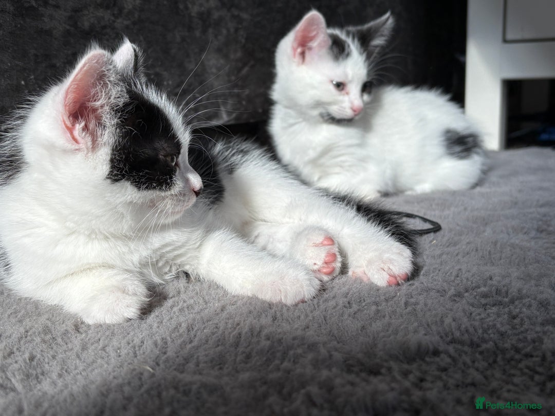 Mixed Breed cats for sale: White and black kittens - Image 22