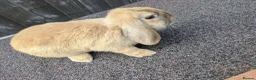 Mini Lop rabbits for sale: Mini lops  - Advert 7