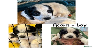 Cocker Spaniel dogs - Advert 13