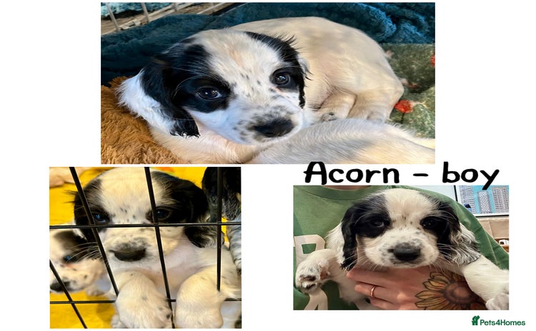 Cocker Spaniel dogs - Advert 1