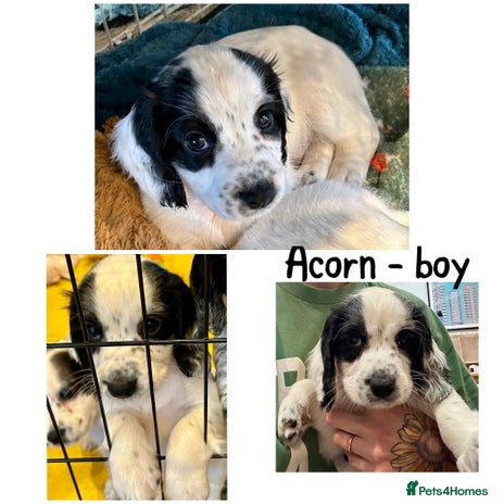 Cocker Spaniel dogs - Advert 1