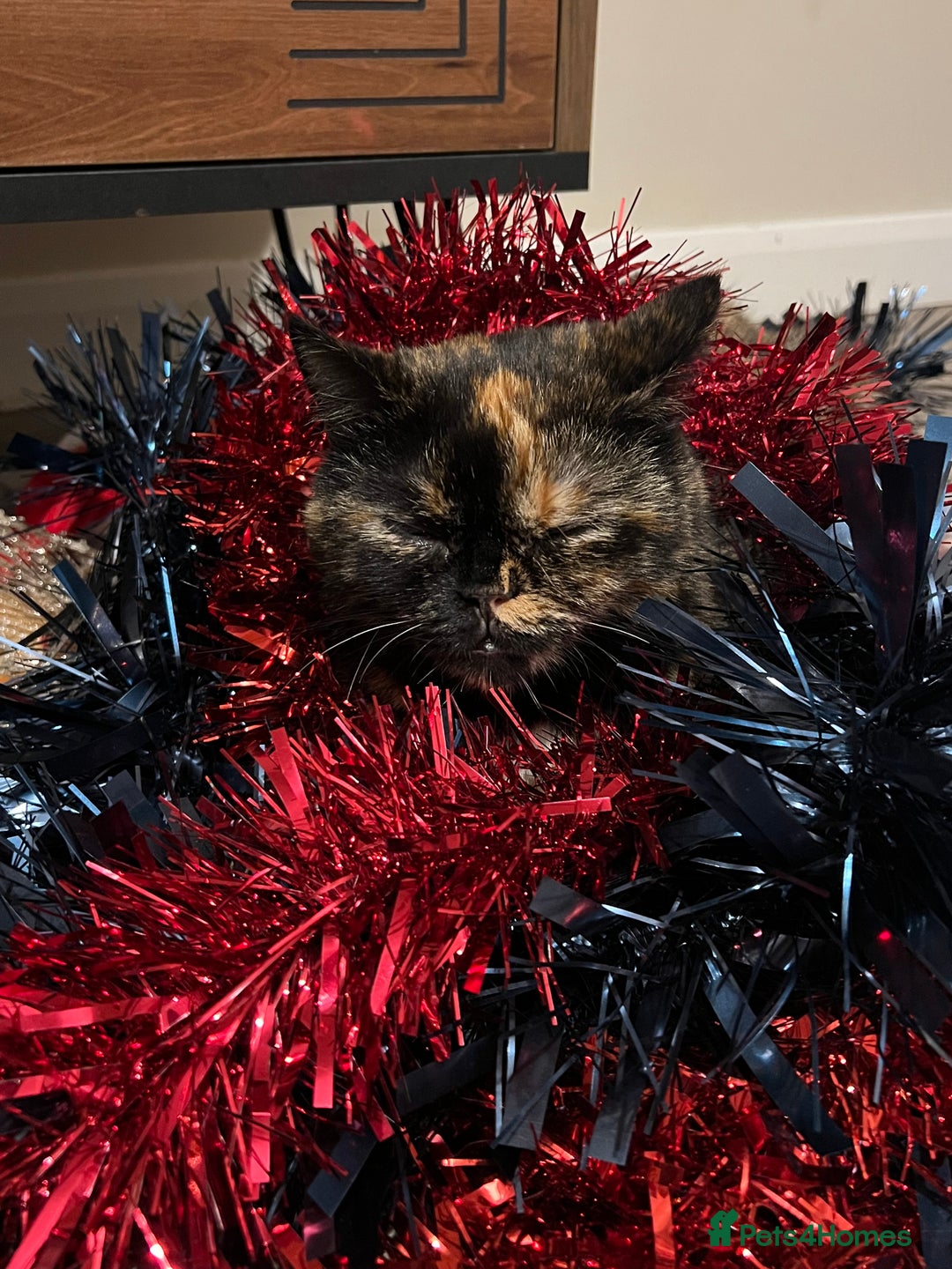 Exotic cats for sale: Beautiful exotic 5yr old female loving gentle  - Advert 4