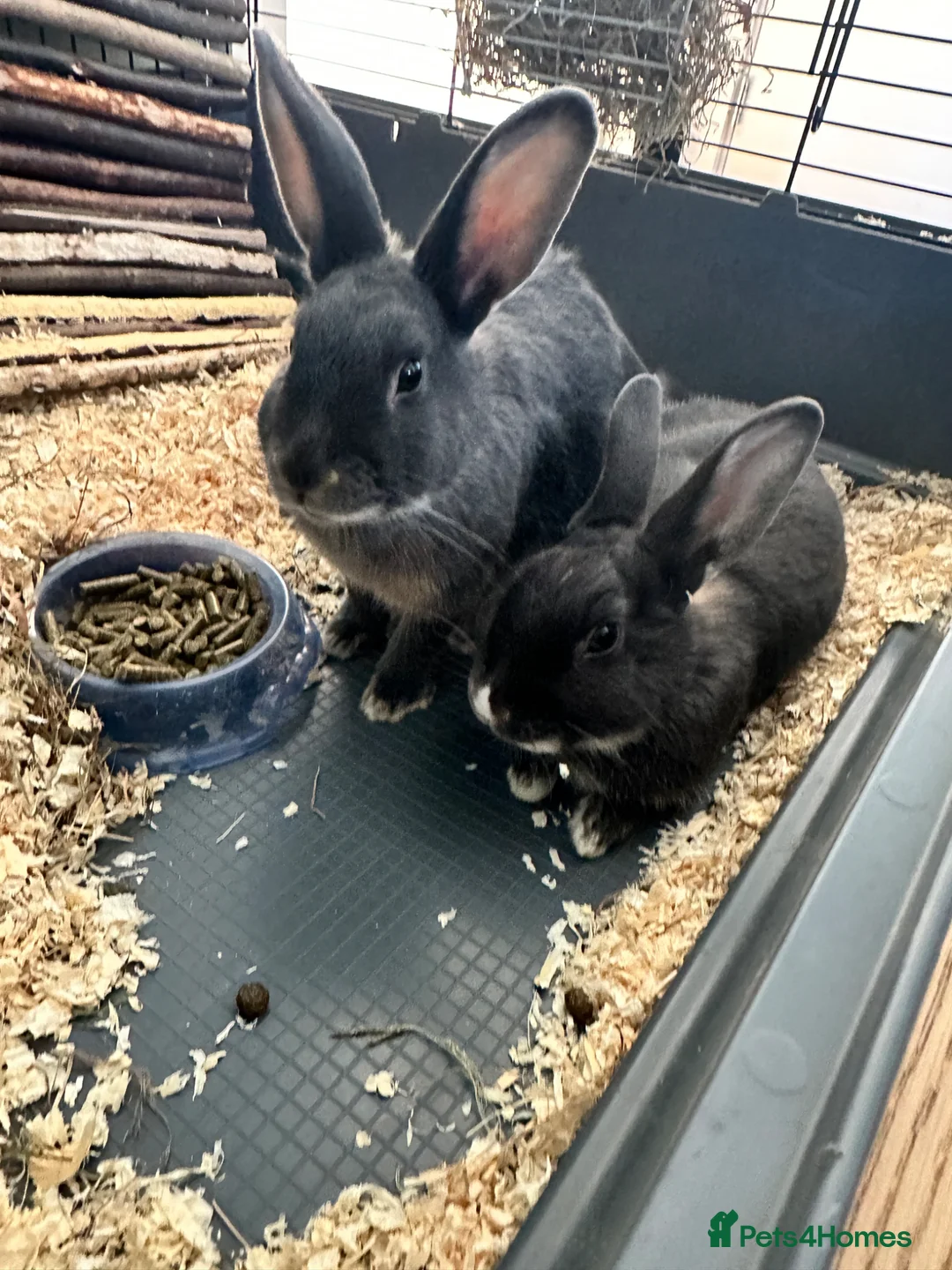 Mini Lop rabbits for sale: 2 X female DutchXMiniLop in Holt - Advert 1