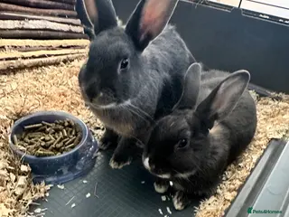 Mini Lop rabbits 2 X female DutchXMiniLop - Advert 5