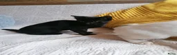 Mixed Breed cats for adoption: 🐾❤️ THREE ADORABLE KITTENS READY in Burton-on-Trent - Advert 20