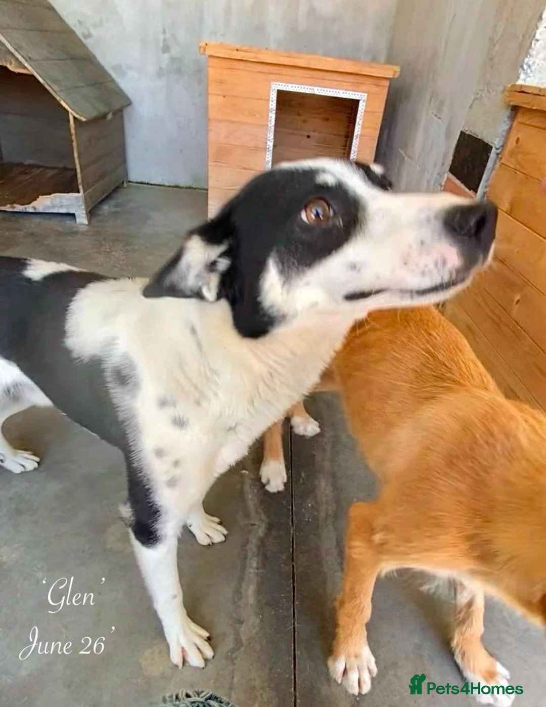 Mixed Breed dogs for adoption: Glen, 5 yrs approx. Available for adoption. in Brixham - Advert 2