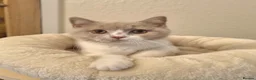 British Shorthair cats for sale: Bicolour & Solid British Shorthair Males & Females - Advert 12