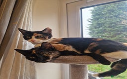 Mixed Breed cats for sale: Mixed breed kittens - Image 4