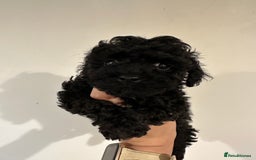 Toy Poodle dogs for sale: KC registered toy poodles - Image 19