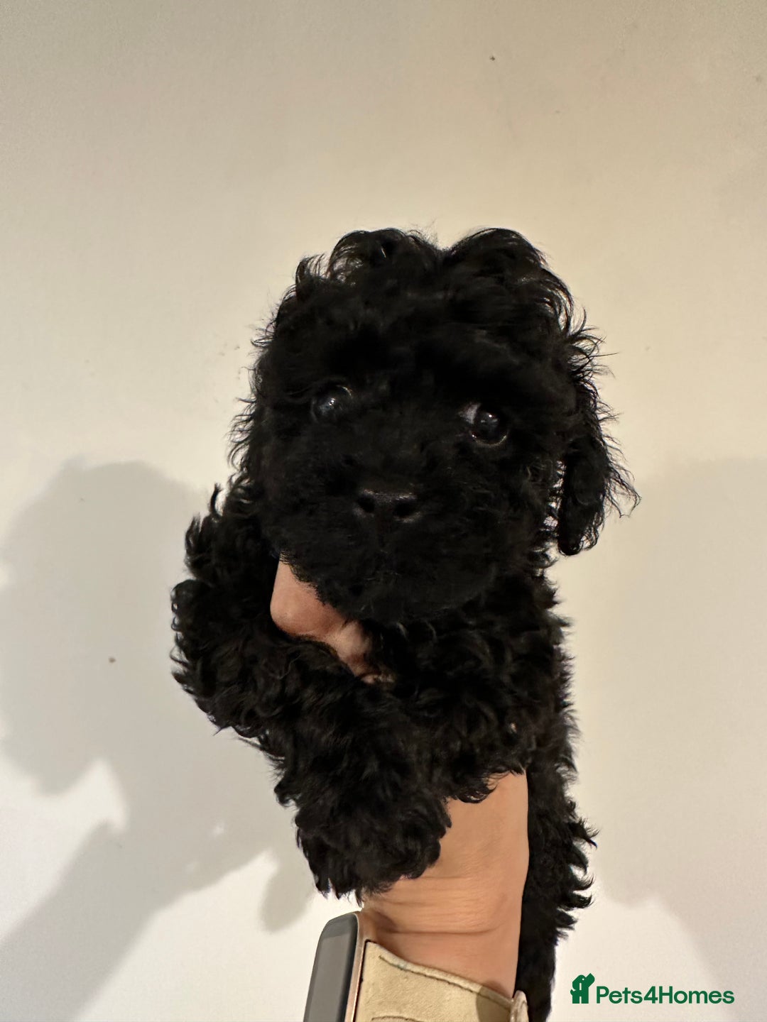 Toy Poodle dogs for sale: KC registered toy poodles - Image 19