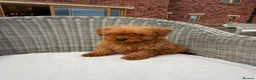 Mini Goldendoodle dogs for sale: F1b red miniature Labradoodles - Advert 8