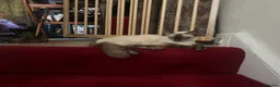 Ragdoll cats for sale: RAGDOLL X - Advert 6