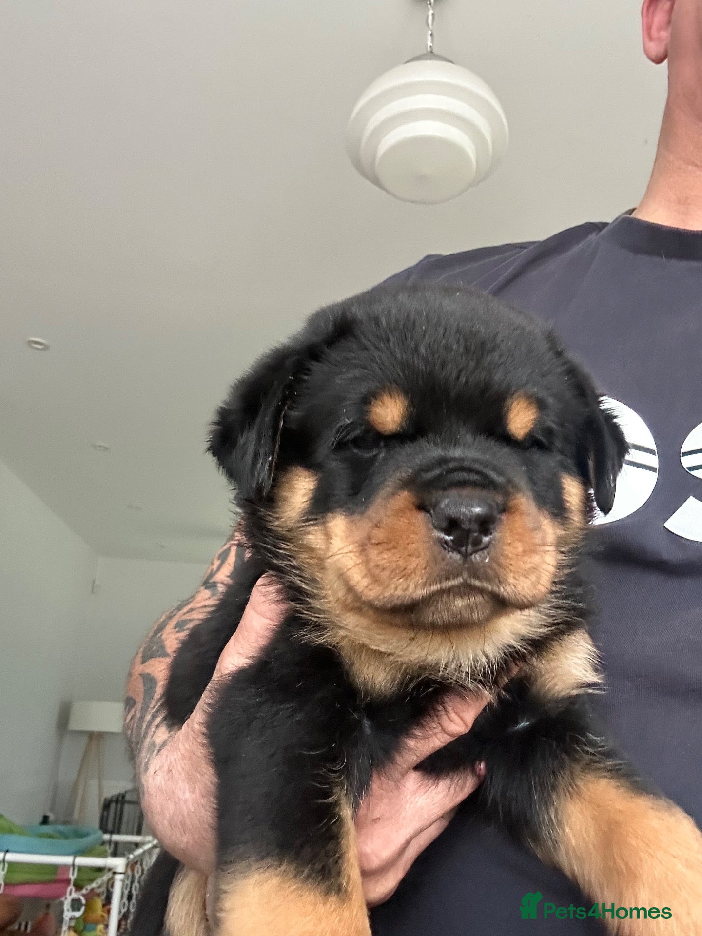 Rottweiler dogs Amazing Rottweiler litter girls and boys   - Advert 1