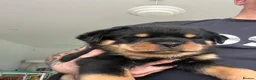 Rottweiler dogs for sale: Amazing Rottweiler litter girls and boys   - Advert 2
