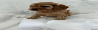 Cavapoo 2
