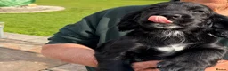 Cocker Spaniel dogs for sale: Working cocker spaniel pups in Winsford - Advert 3