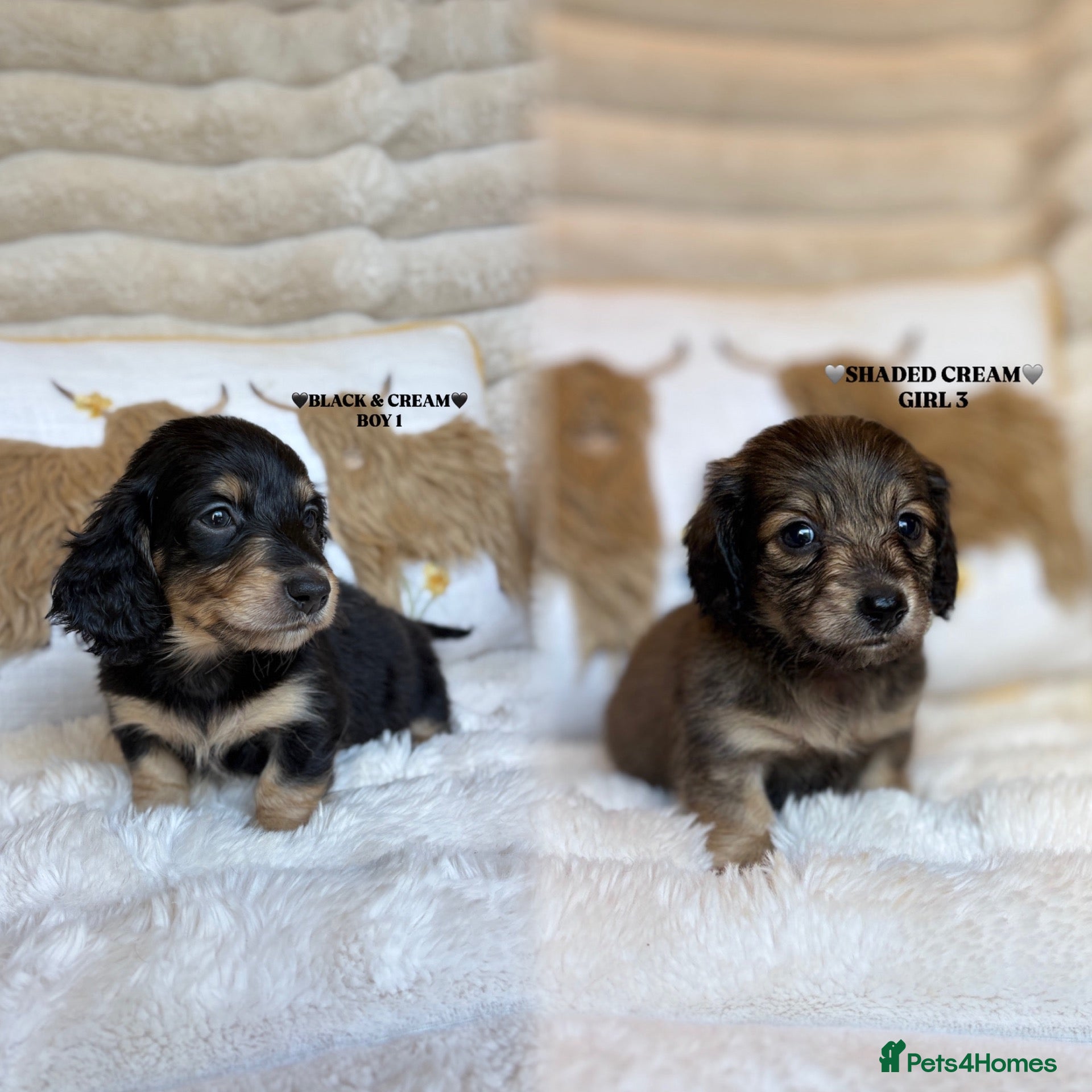 Miniature Dachshund dogs KC LONG HAIRED CREAM MINIATURE DACHSHUNDS🤍 - Advert 1