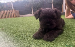 Miniature Schnauzer dogs for sale: Beautiful cheeky black female can leave 3aug - Image 5