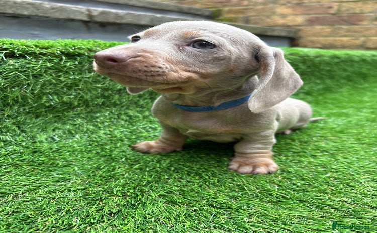 Dachshund dogs - Advert 4