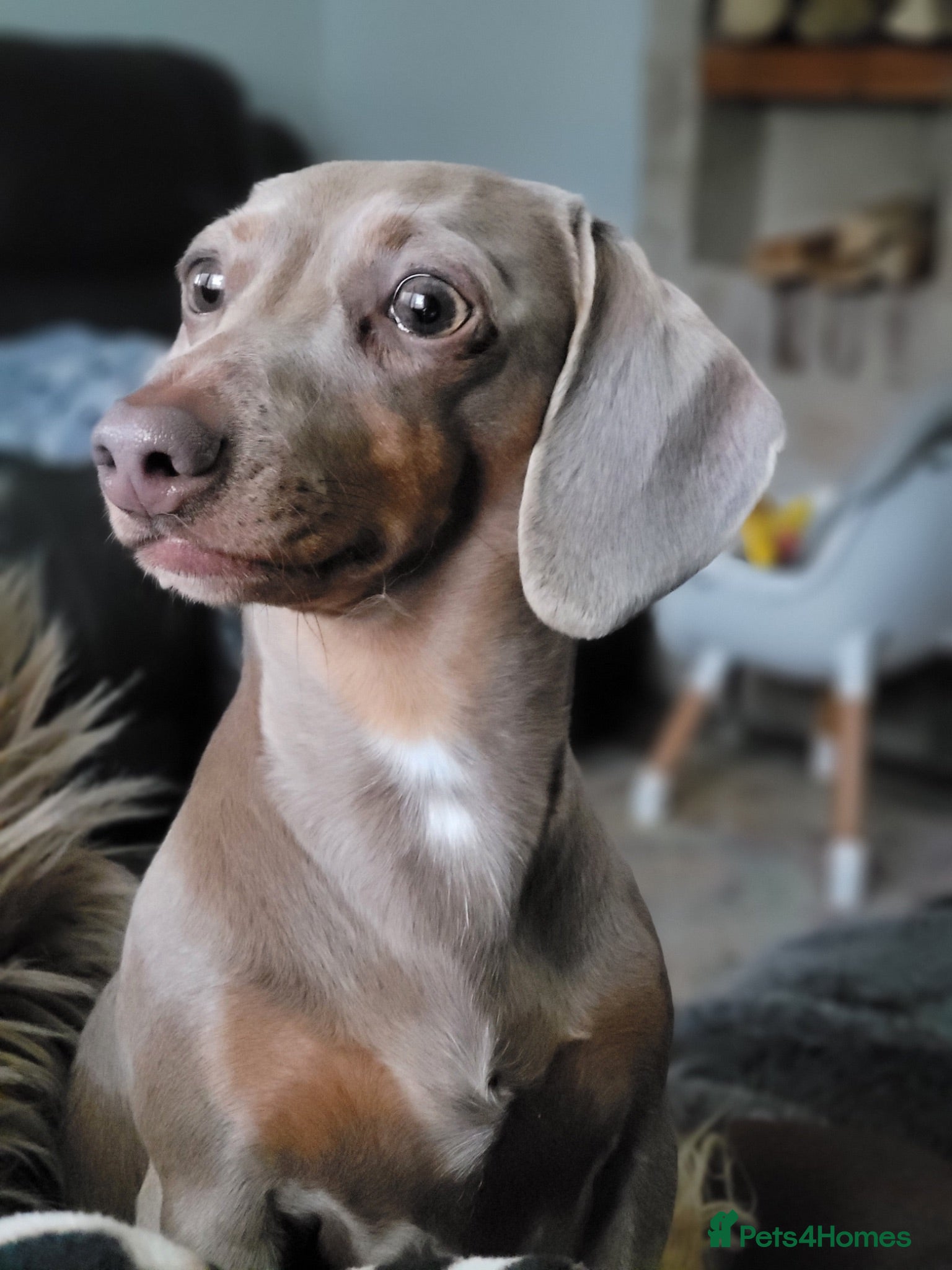 Miniature Dachshund dogs Miniature dachshund  - Advert 1