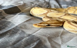 Python Snake reptiles for sale: Ball/royal python - Image 1