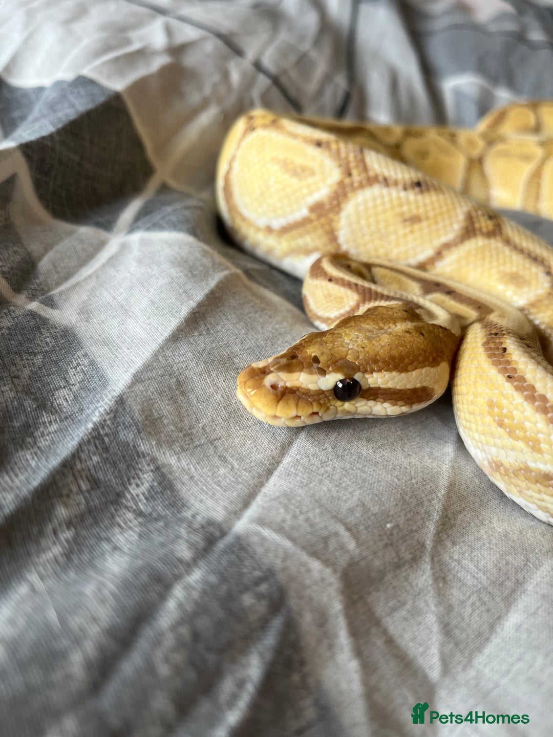 Python Snake reptiles for sale: Ball/royal python - Image 1