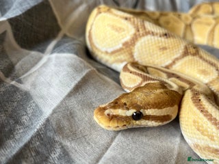 Python Snake reptiles - Advert 33