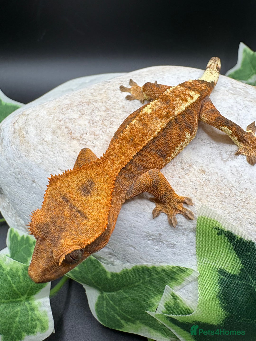 Gecko reptiles for sale: Stunning tangerine cappuccino crested gecko  - Advert 10