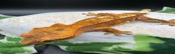 Gecko reptiles for sale: Stunning tangerine cappuccino crested gecko  - Advert 10