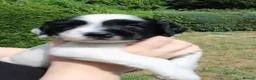 English Springer Spaniel dogs for sale: KC English Springer Spaniel puppies for sale - Advert 7