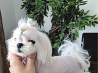 Maltese dogs Korean Maltese for stud in Newmarket - Advert 2