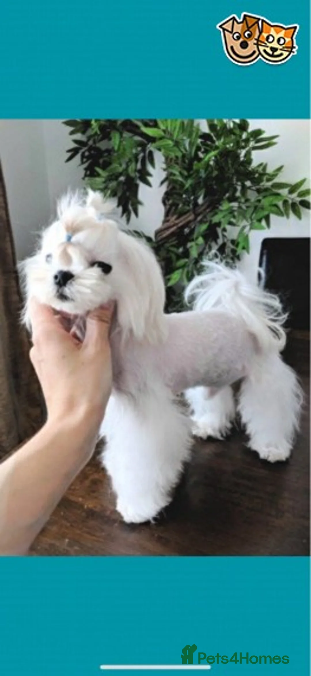 Maltese dogs for stud: Korean Maltese for stud in Newmarket - Advert 1