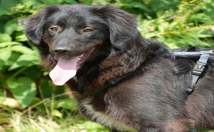 Mixed Breed dogs - Advert 17