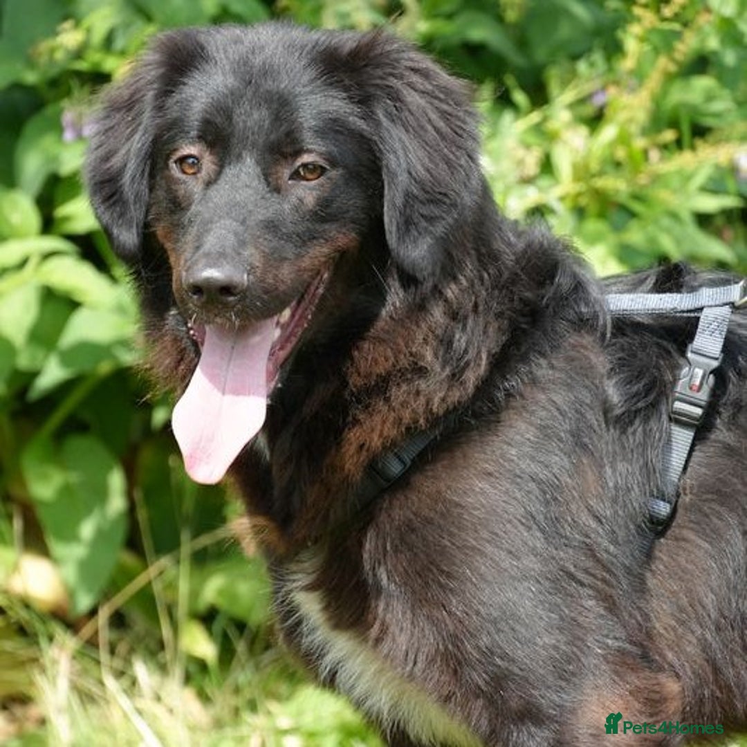Mixed Breed dogs for adoption: Beautiful Kyra is looking for a home! - Image 1