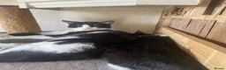 Mixed Breed cats for sale: male 9 month entire for sale - Advert 3