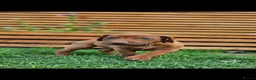 Rhodesian Ridgeback dogs for sale: Beautiful Rhodesian Ridgeback Puppies  - Advert 14