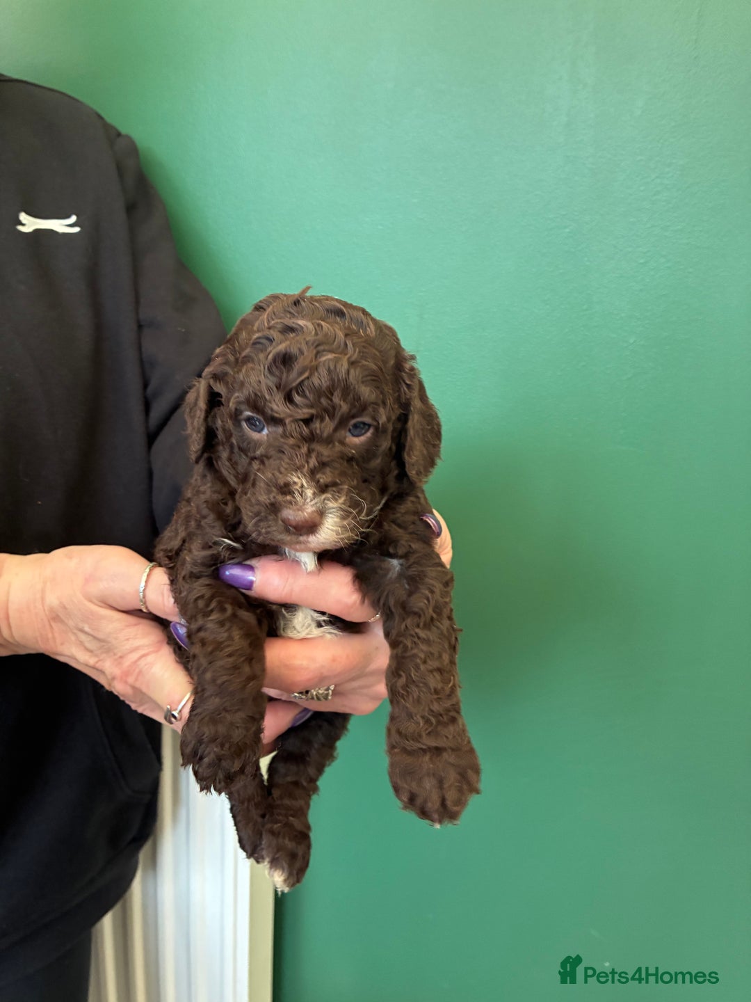 Cockapoo dogs for sale: Stunning Cockapoos looking for their new homes - Advert 17